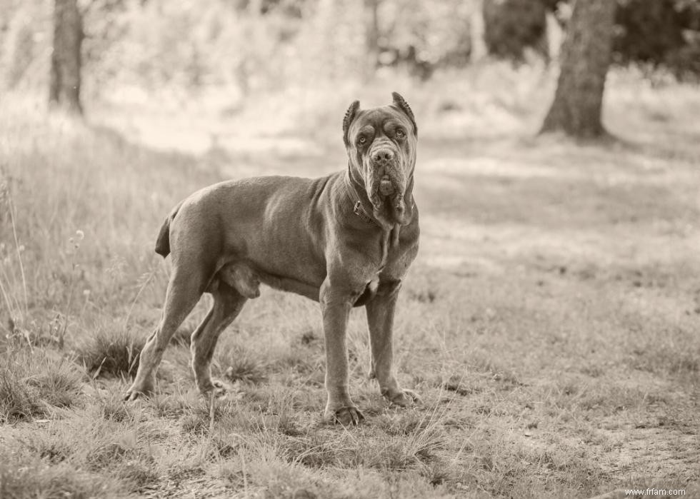 Photos vintage des races de chiens les plus populaires d Amérique 