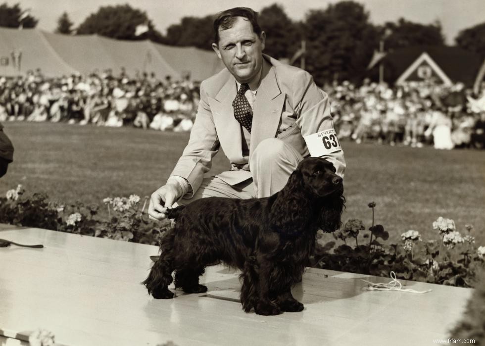 Photos vintage des races de chiens les plus populaires d Amérique 