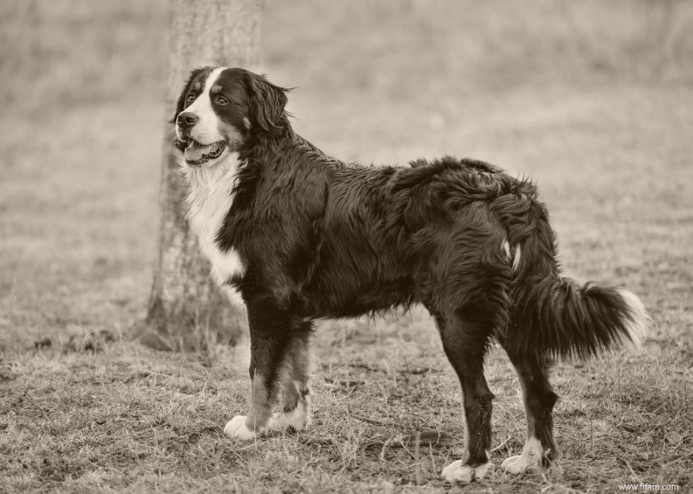 Photos vintage des races de chiens les plus populaires d Amérique 