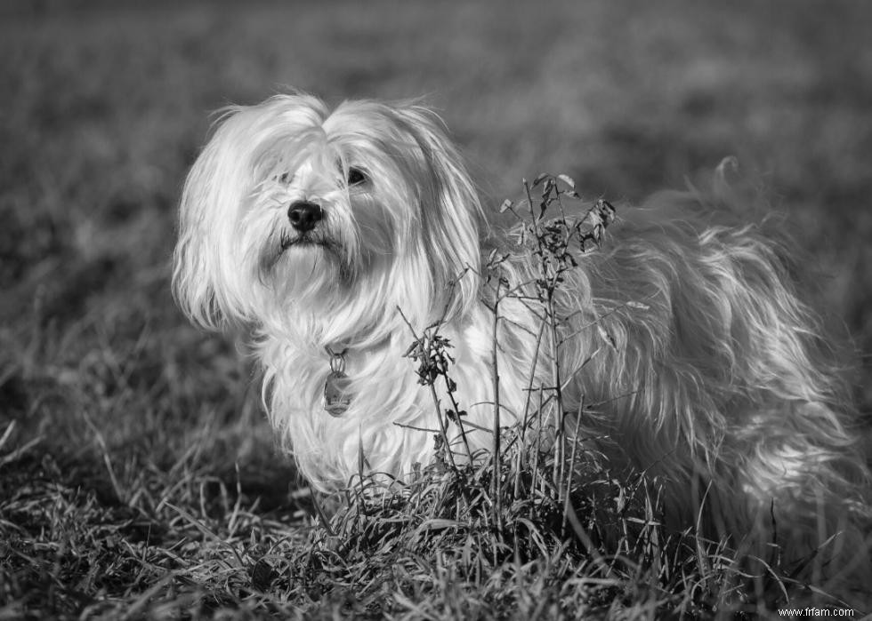 Photos vintage des races de chiens les plus populaires d Amérique 