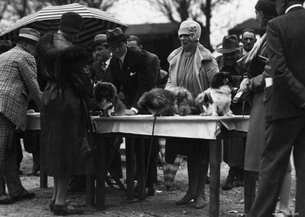 Photos vintage des races de chiens les plus populaires d Amérique 