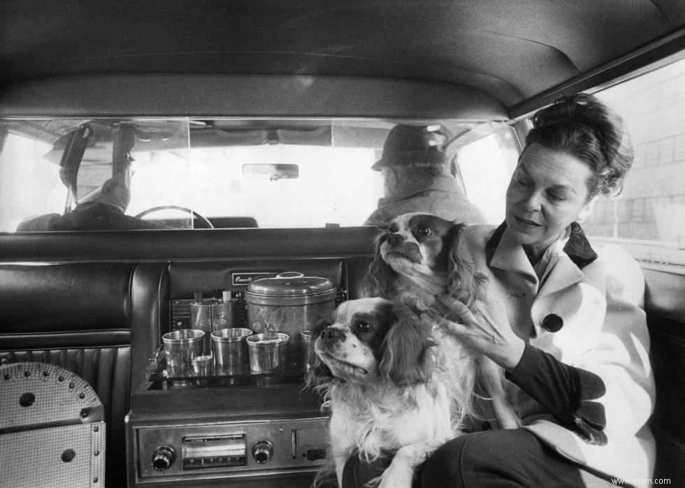 Photos vintage des races de chiens les plus populaires d Amérique 