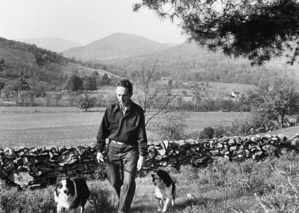 Photos vintage des races de chiens les plus populaires d Amérique 