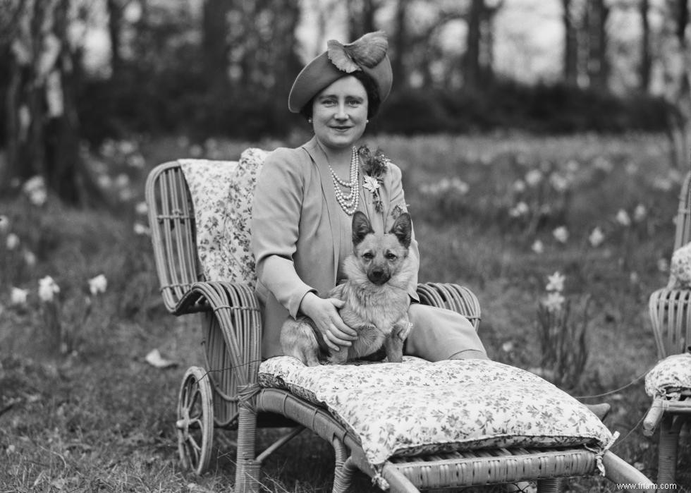 Photos vintage des races de chiens les plus populaires d Amérique 