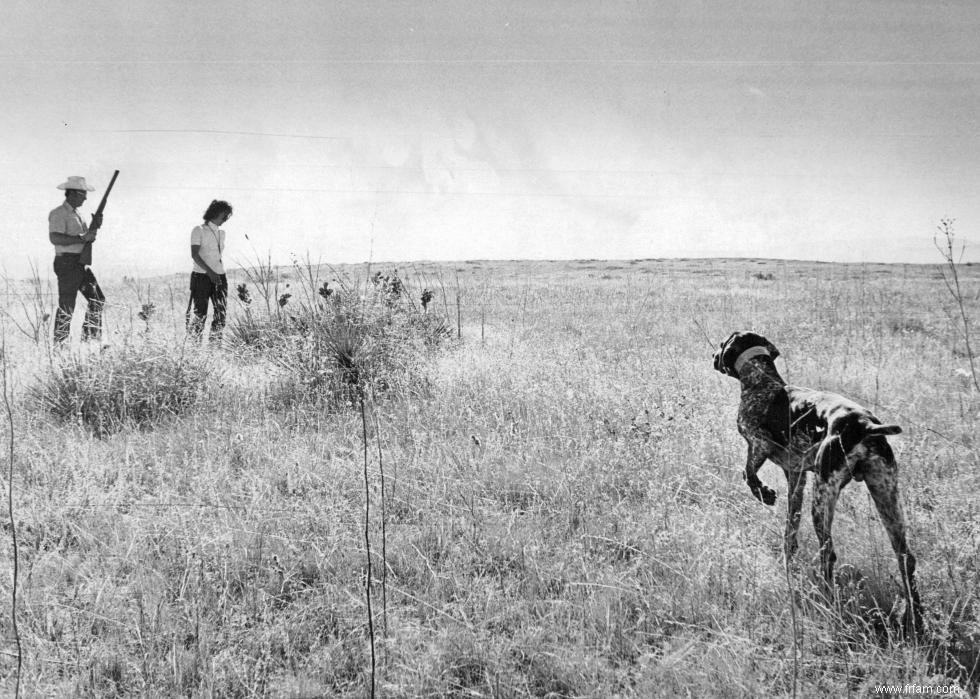 Photos vintage des races de chiens les plus populaires d Amérique 