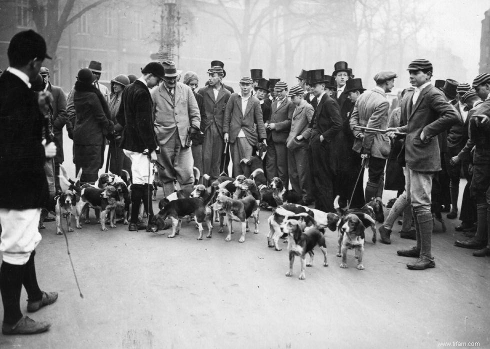 Photos vintage des races de chiens les plus populaires d Amérique 