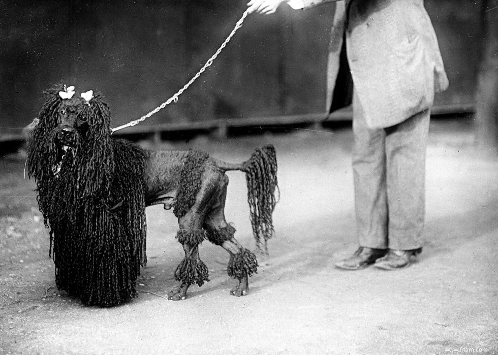 Photos vintage des races de chiens les plus populaires d Amérique 