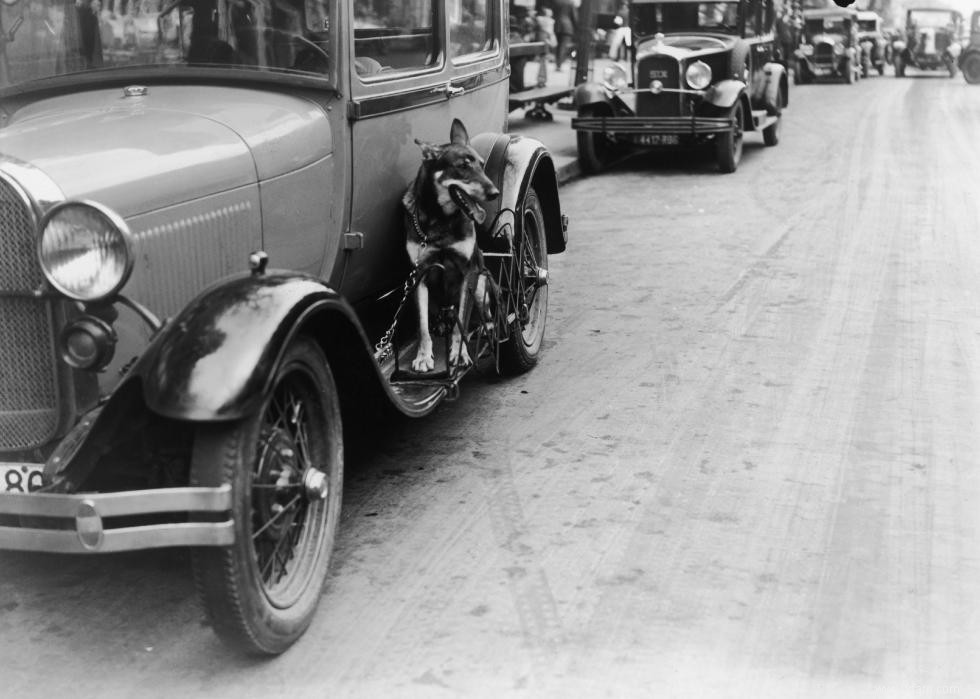 Photos vintage des races de chiens les plus populaires d Amérique 