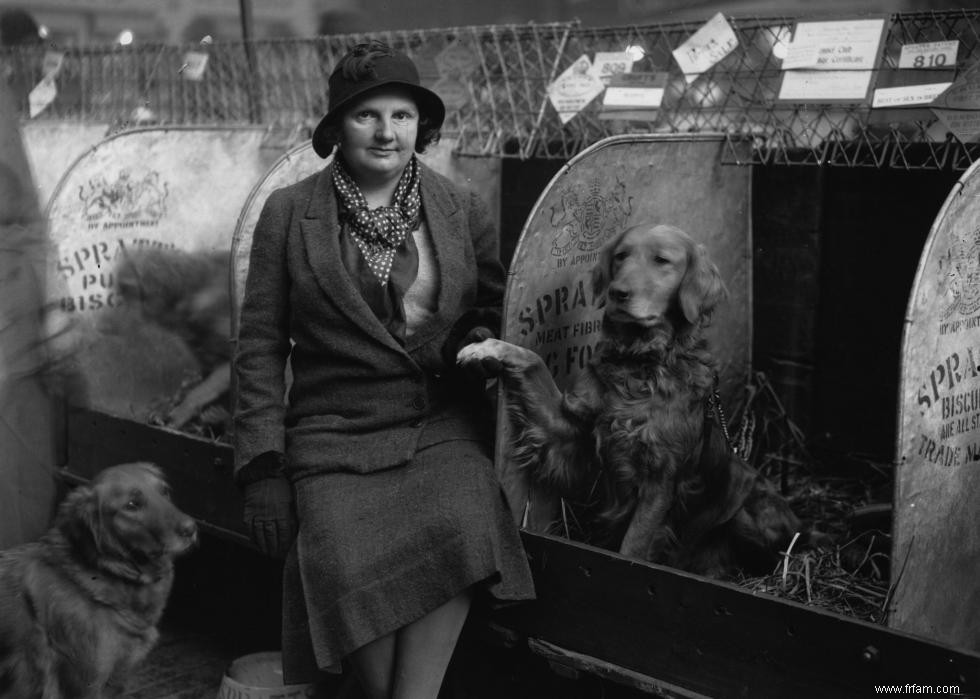 Photos vintage des races de chiens les plus populaires d Amérique 