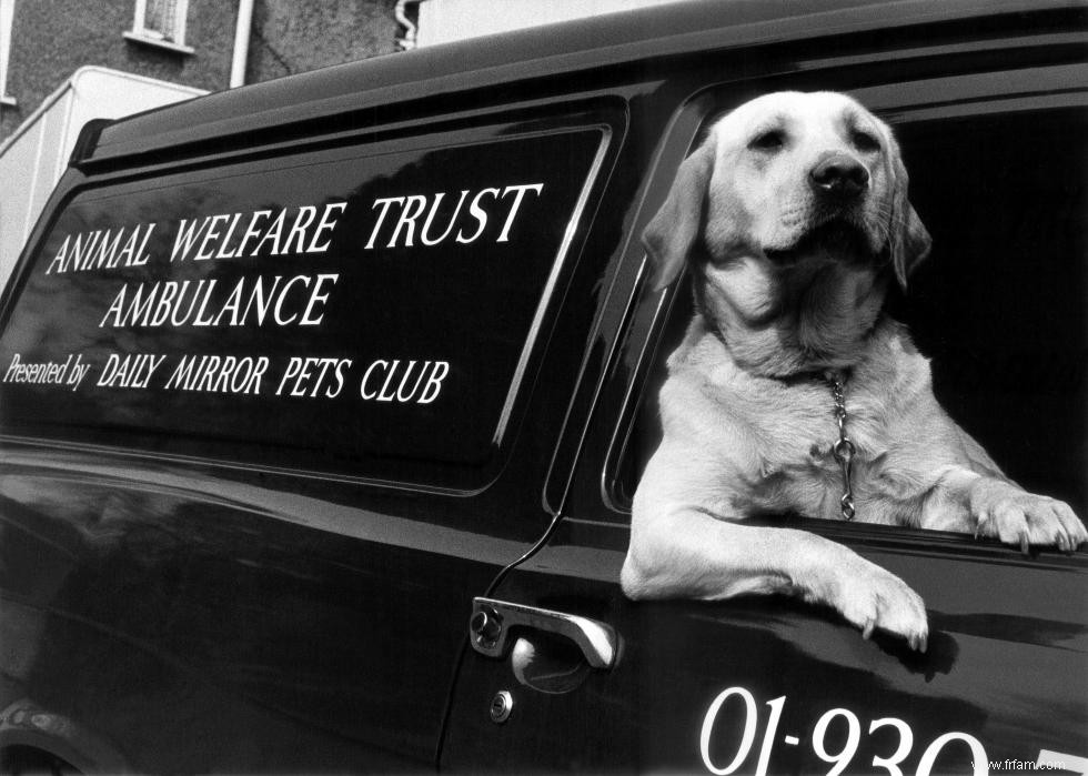 Photos vintage des races de chiens les plus populaires d Amérique 