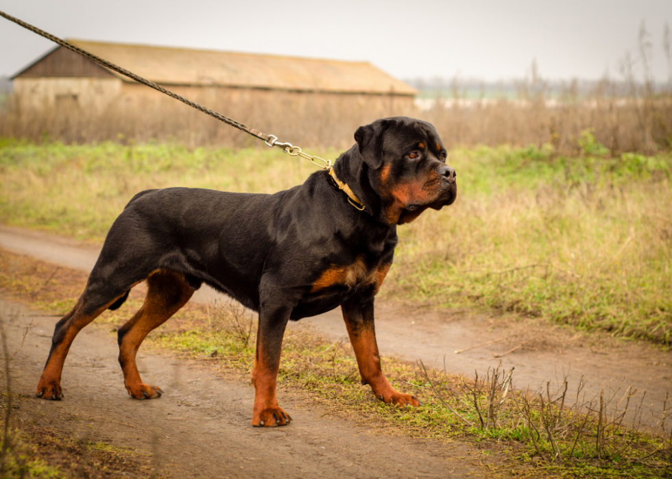 Races de chiens faciles pour les nouveaux propriétaires 