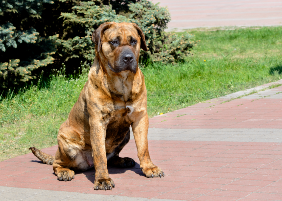 Races de chiens faciles pour les nouveaux propriétaires 