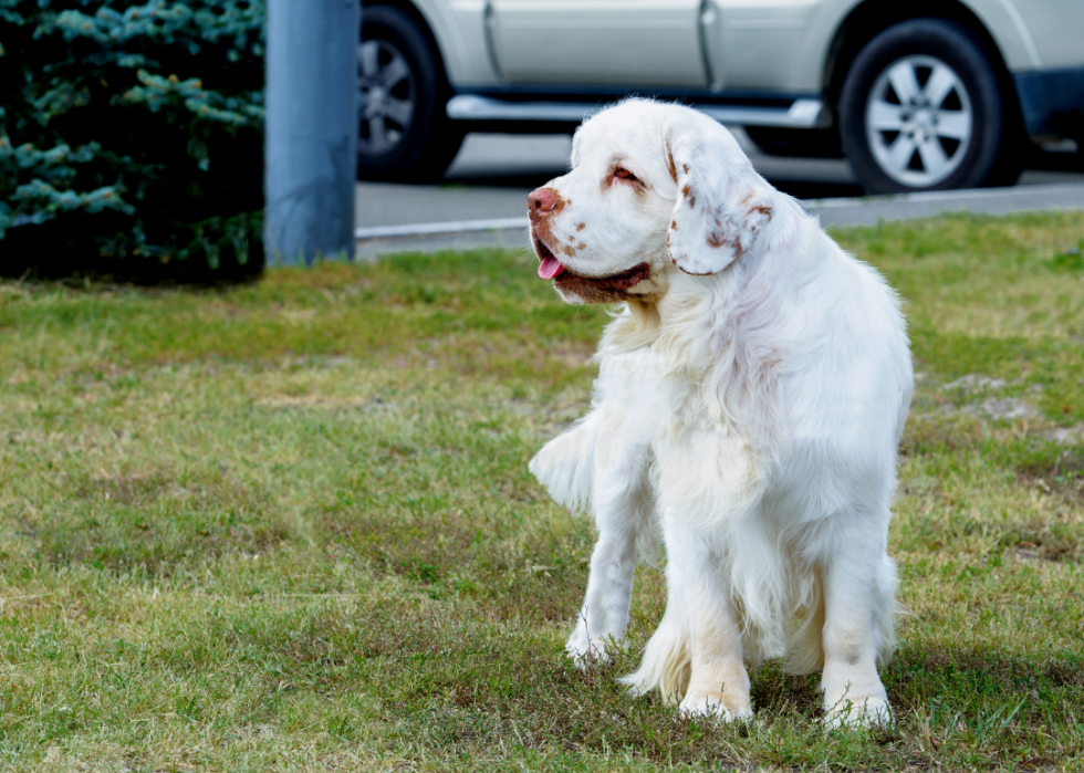 Races de chiens faciles pour les nouveaux propriétaires 