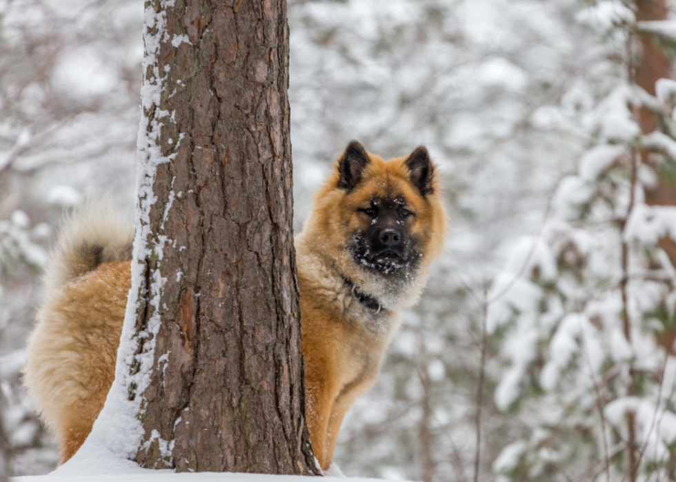 Races de chiens faciles pour les nouveaux propriétaires 