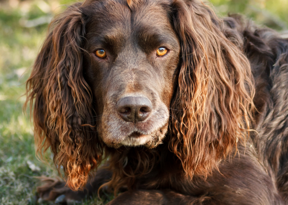 Races de chiens faciles pour les nouveaux propriétaires 