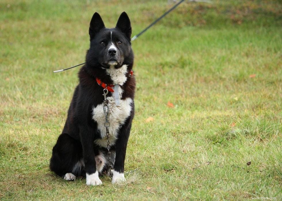 Races de chiens faciles pour les nouveaux propriétaires 