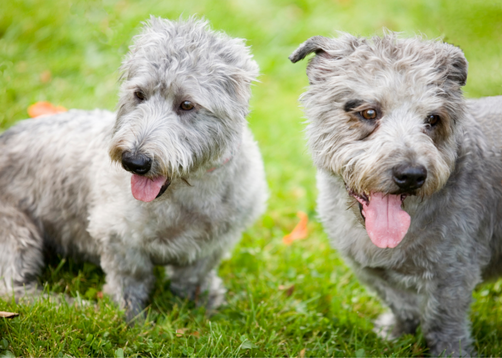 Races de chiens faciles pour les nouveaux propriétaires 