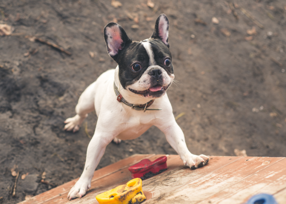 Races de chiens faciles pour les nouveaux propriétaires 