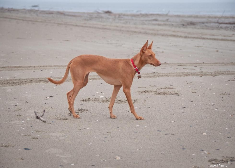 Races de chiens faciles pour les nouveaux propriétaires 