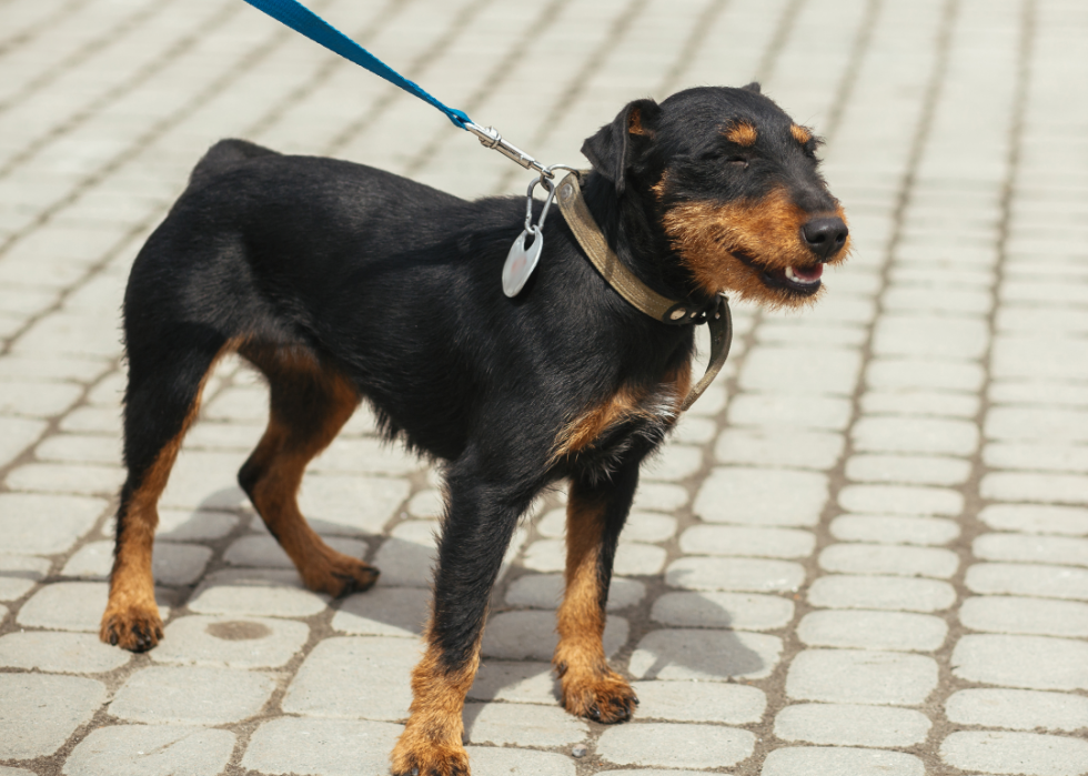 Races de chiens faciles pour les nouveaux propriétaires 