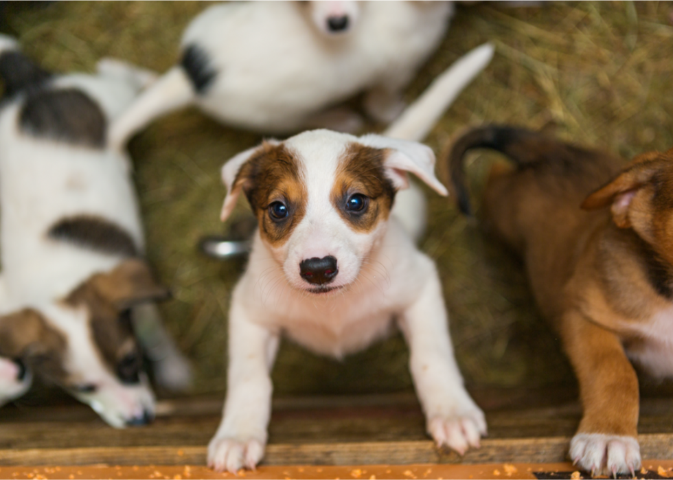 50 étapes majeures de l histoire des chiens 