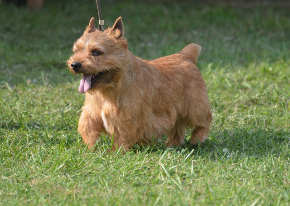 Chiens domestiques les plus populaires 