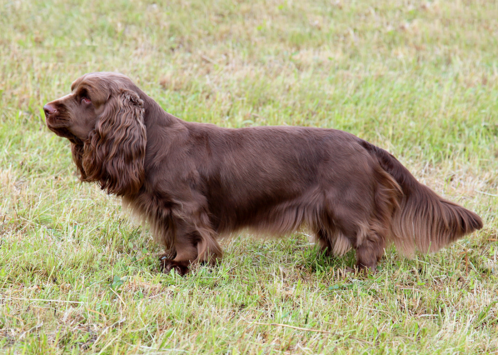 Chiens domestiques les plus populaires 