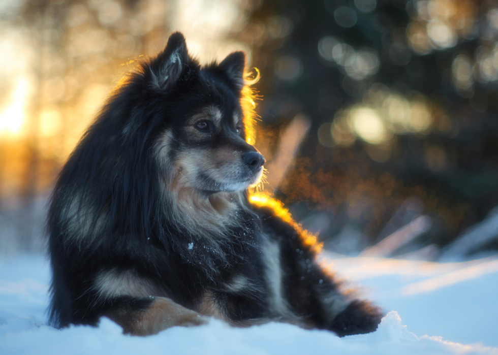 Chiens domestiques les plus populaires 