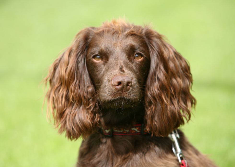 Chiens domestiques les plus populaires 