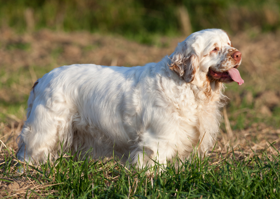 Chiens domestiques les plus populaires 