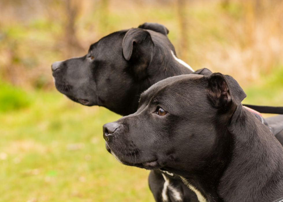 Chiens domestiques les plus populaires 