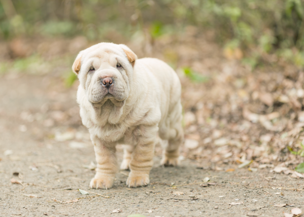 Chiens domestiques les plus populaires 