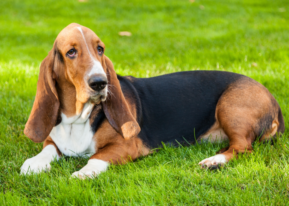 Chiens domestiques les plus populaires 