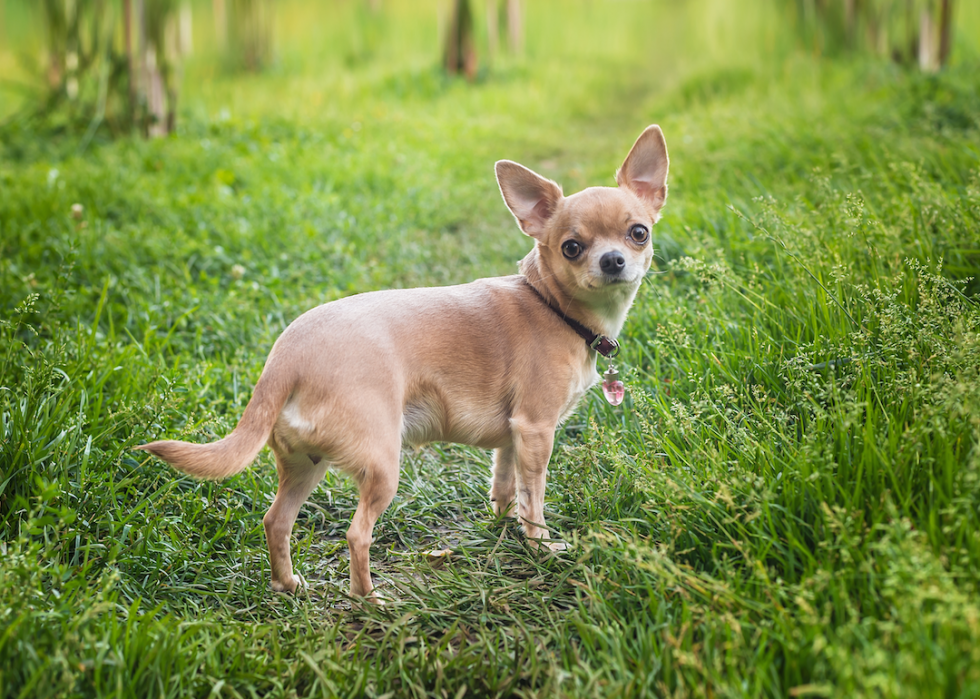 Chiens domestiques les plus populaires 