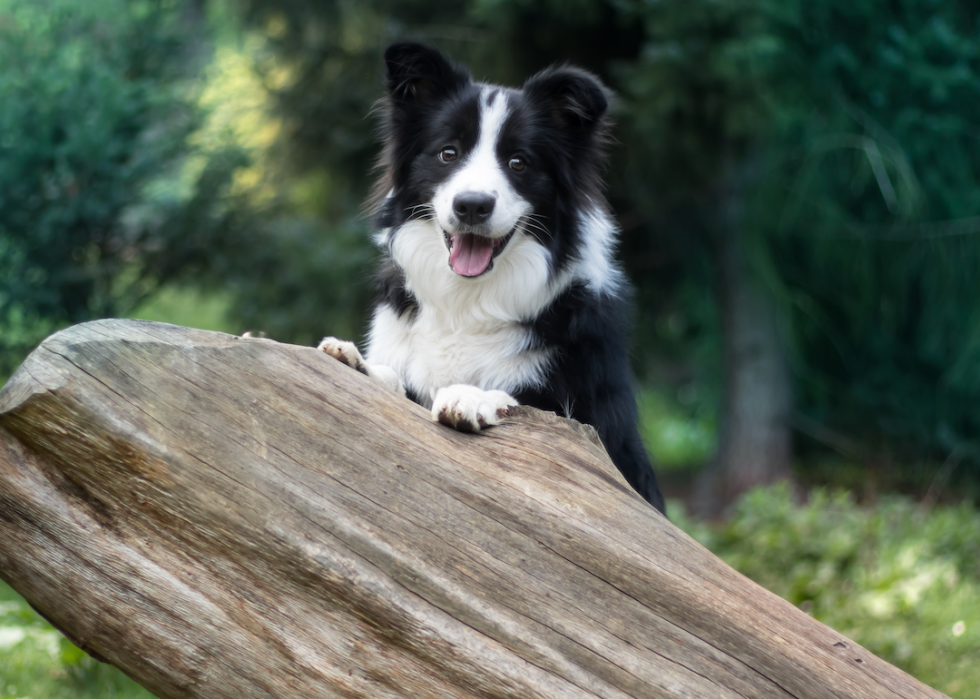 Chiens domestiques les plus populaires 