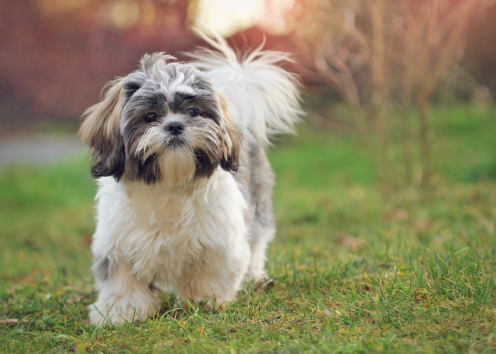 Chiens domestiques les plus populaires 