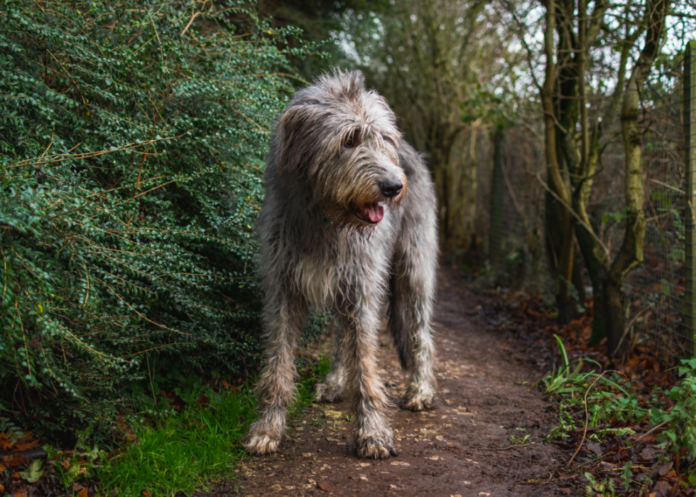 Les races de chiens les moins obéissantes 