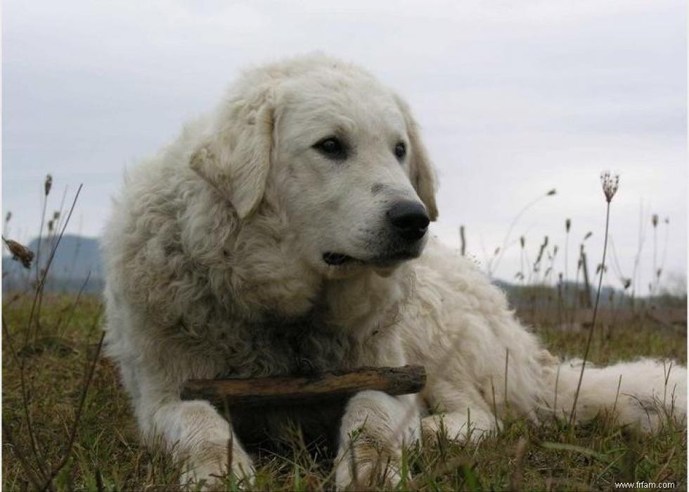 Les races de chiens les moins obéissantes 