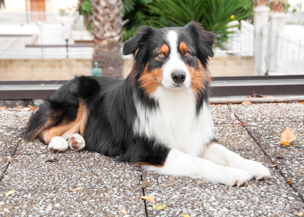 Les races de chiens les moins obéissantes 