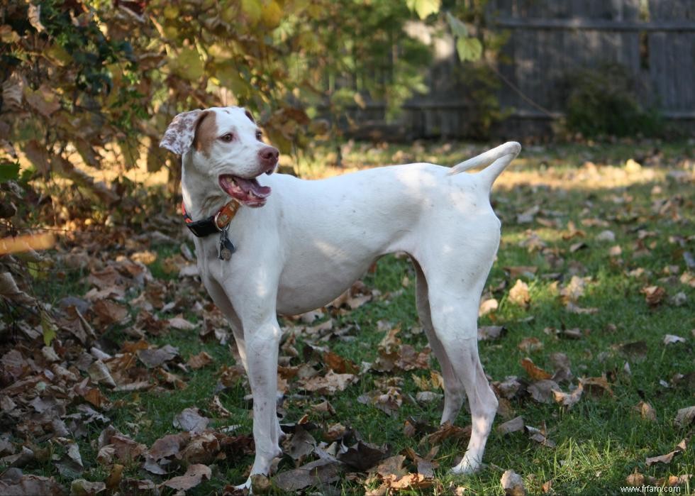 Les races de chiens les moins obéissantes 