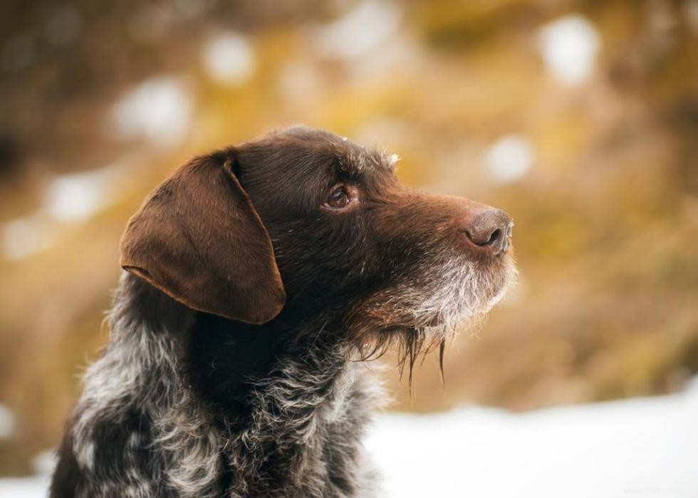 Les races de chiens les moins obéissantes 