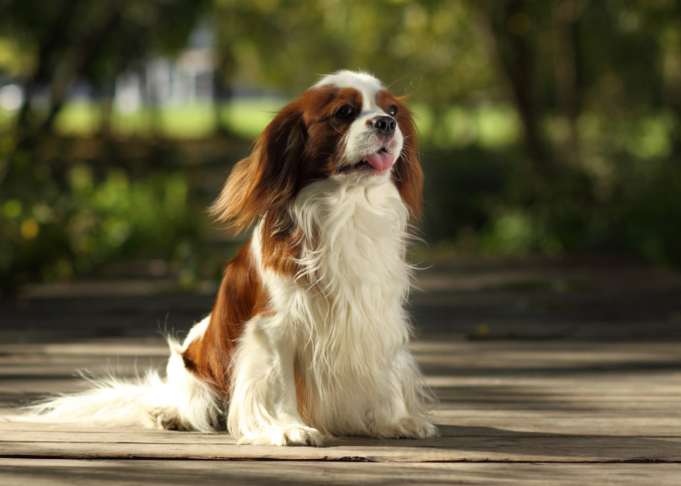 Les races de chiens les moins obéissantes 