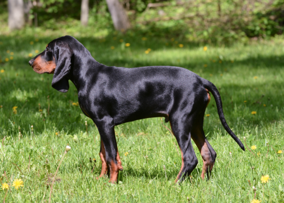 Les races de chiens les moins obéissantes 