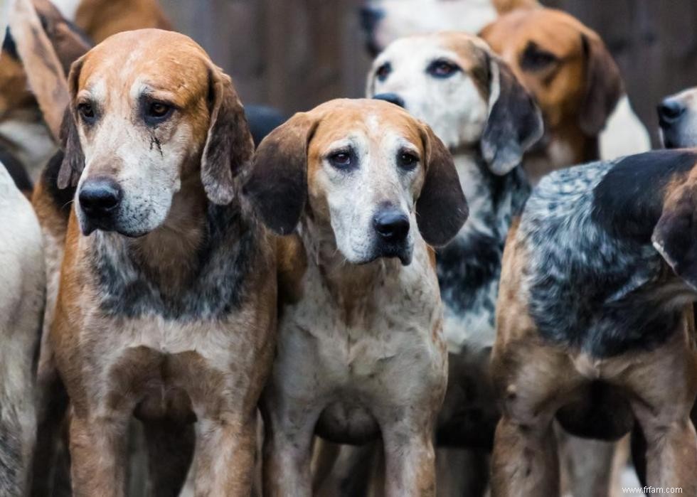 Les races de chiens les moins obéissantes 