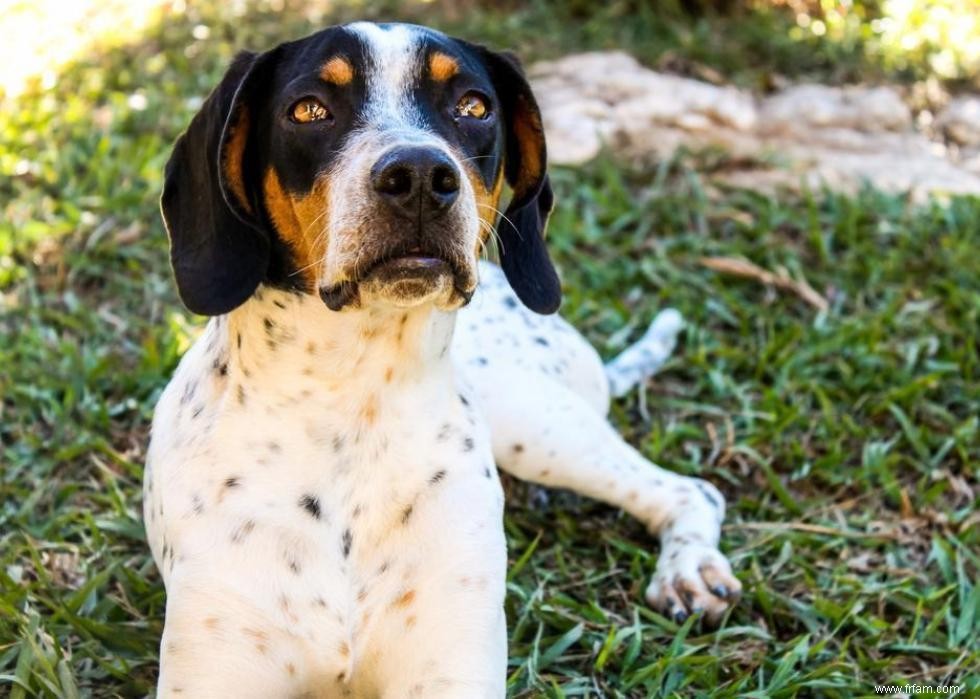 Les races de chiens les moins obéissantes 