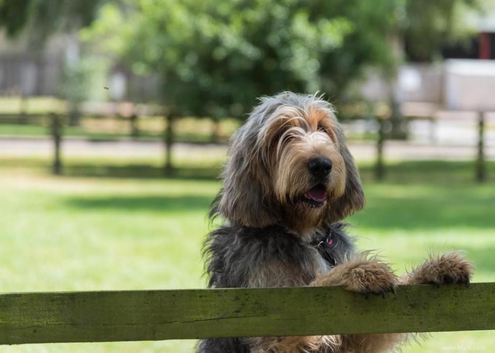 Les races de chiens les moins obéissantes 