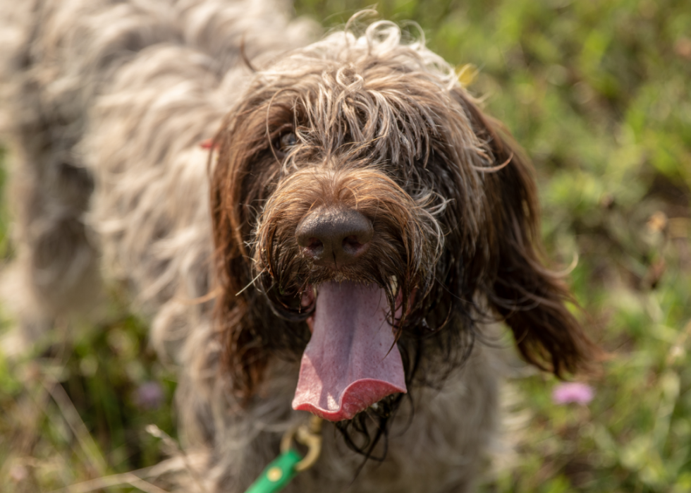 Les races de chiens les moins obéissantes 