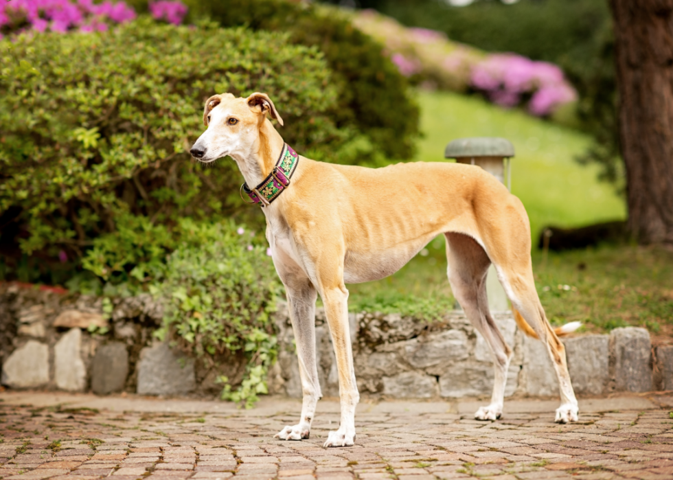 Les races de chiens les moins obéissantes 