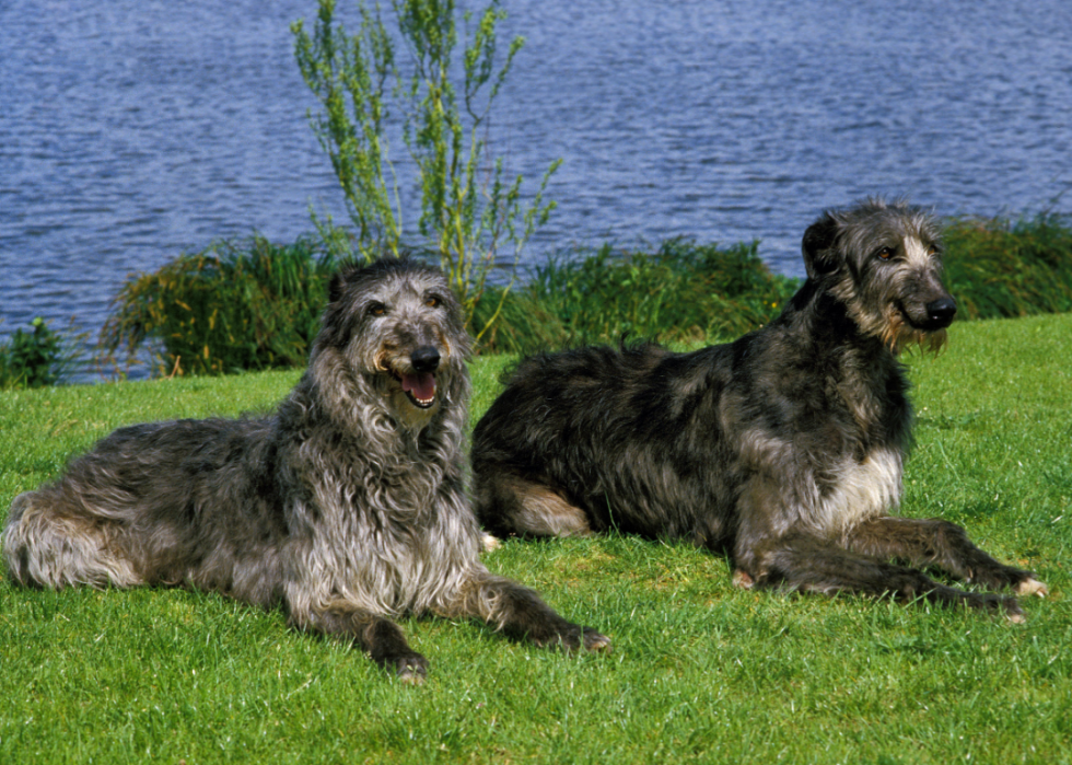 Les races de chiens les moins obéissantes 