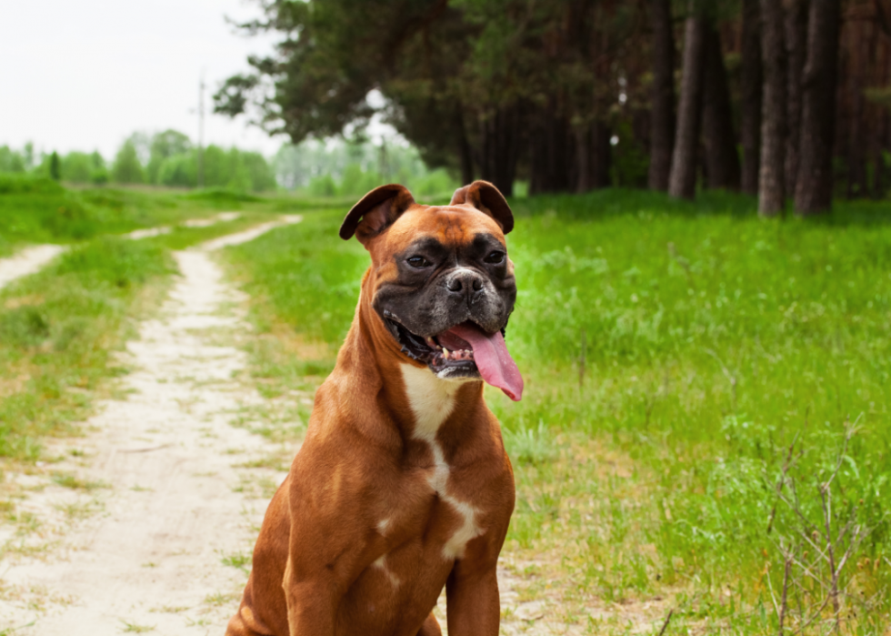 Les races de chiens les moins obéissantes 